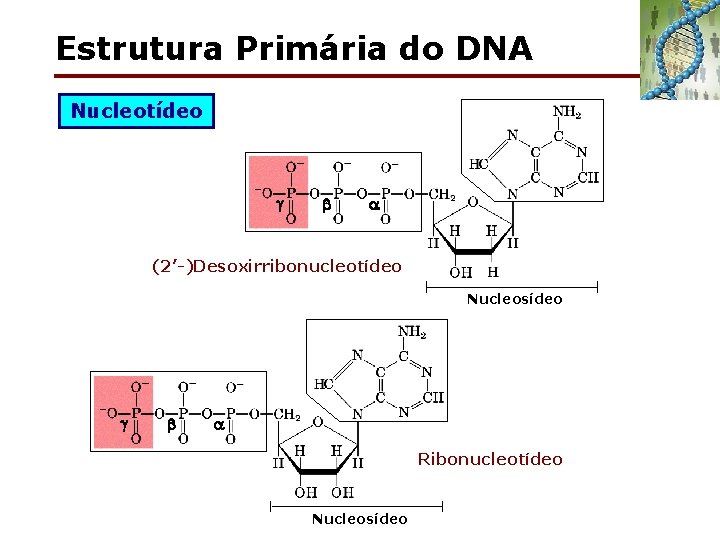 Estrutura Primária do DNA Nucleotídeo (2’-)Desoxirribonucleotídeo Nucleosídeo Ribonucleotídeo Nucleosídeo 