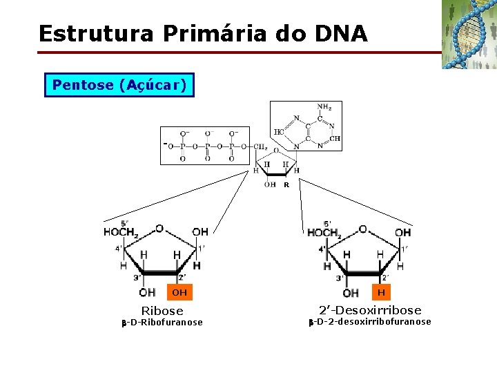 Estrutura Primária do DNA Pentose (Açúcar) R OH Ribose -D-Ribofuranose H 2’-Desoxirribose -D-2 -desoxirribofuranose