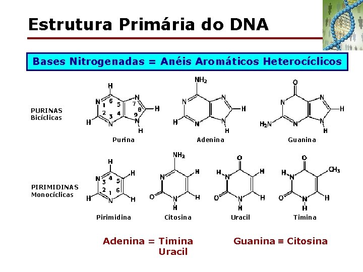 Estrutura Primária do DNA Bases Nitrogenadas = Anéis Aromáticos Heterocíclicos PURINAS Bicíclicas Purina Adenina