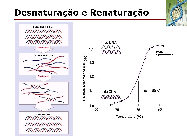 Desnaturação e Renaturação Efeito Hipercrômico 