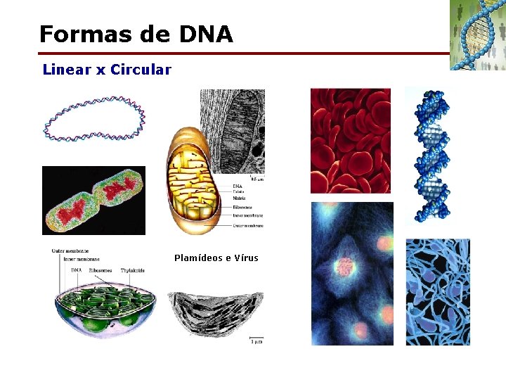 Formas de DNA Linear x Circular Plamídeos e Vírus 