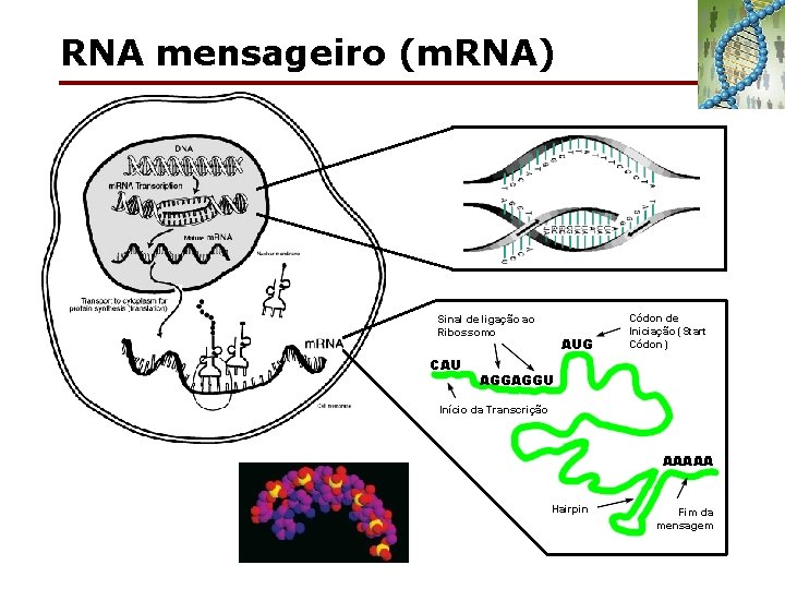 RNA mensageiro (m. RNA) Sinal de ligação ao Ribossomo CAU AUG Códon de Iniciação