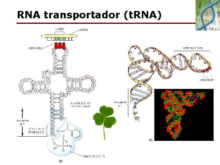 RNA transportador (t. RNA) 