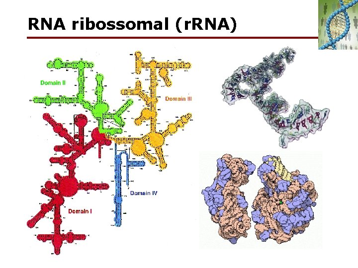 RNA ribossomal (r. RNA) 