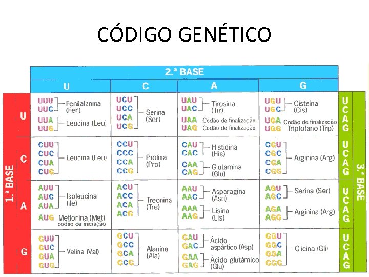 CÓDIGO GENÉTICO 