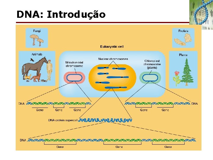 DNA: Introdução 