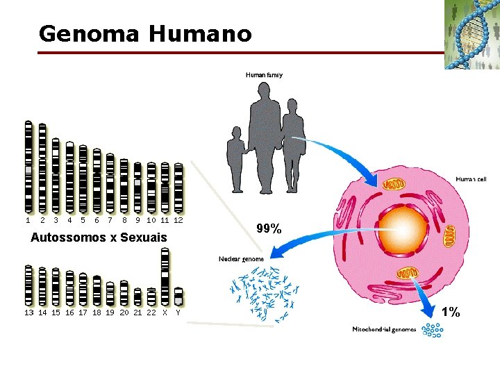 Genoma Humano Autossomos x Sexuais 99% 1% 