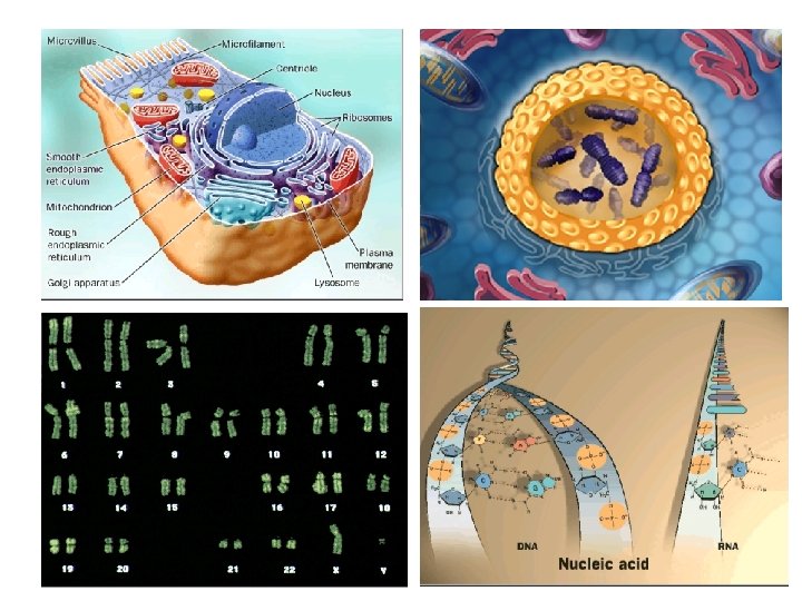 Resumo: DNA 