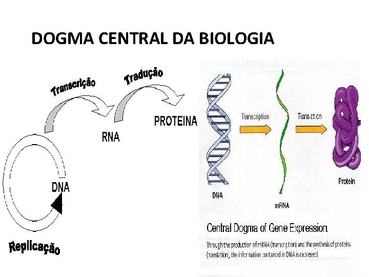 DOGMA CENTRAL DA BIOLOGIA 