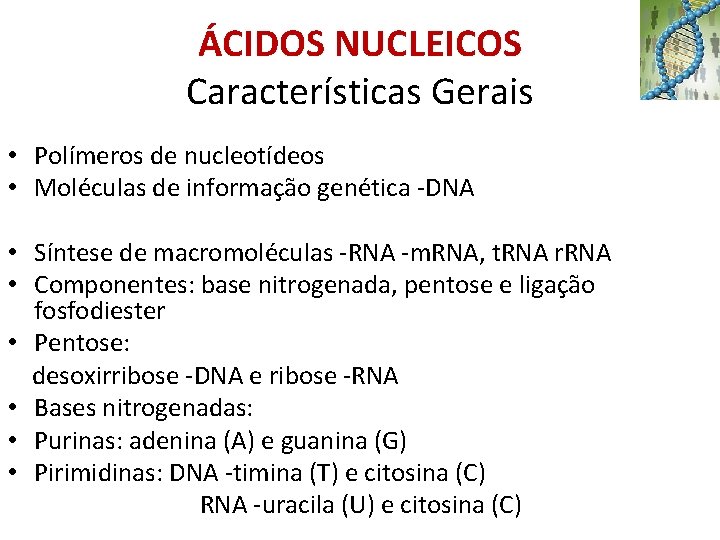 ÁCIDOS NUCLEICOS Características Gerais • Polímeros de nucleotídeos • Moléculas de informação genética -DNA