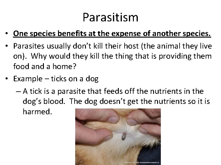 Parasitism • One species benefits at the expense of another species. • Parasites usually