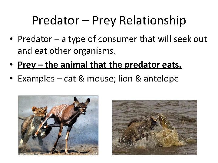 Predator – Prey Relationship • Predator – a type of consumer that will seek
