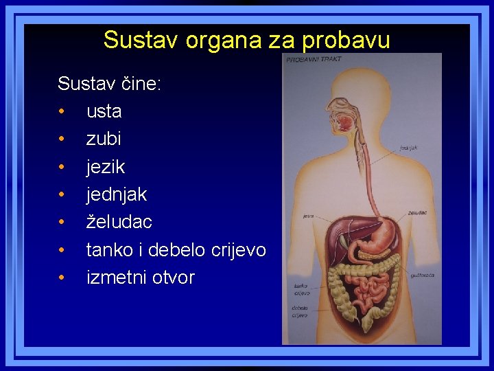 Sustav organa za probavu Sustav čine: • usta • zubi • jezik • jednjak Sustav organa za probavu Sustav čine: • usta • zubi • jezik • jednjak