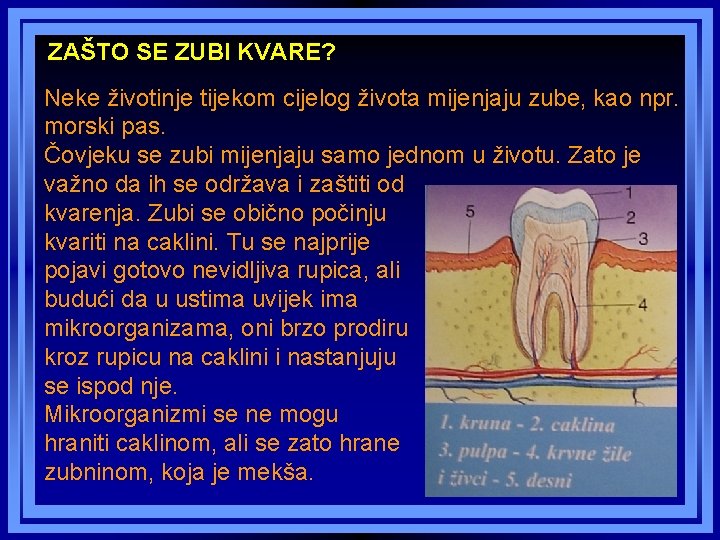 ZAŠTO SE ZUBI KVARE? Neke životinje tijekom cijelog života mijenjaju zube, kao npr. morski ZAŠTO SE ZUBI KVARE? Neke životinje tijekom cijelog života mijenjaju zube, kao npr. morski