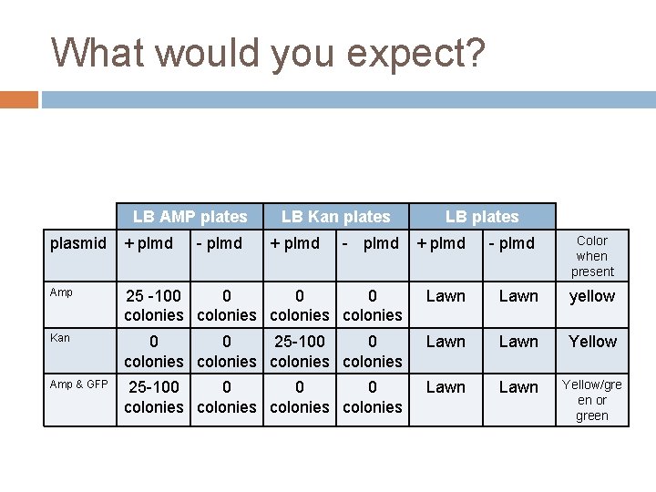 What would you expect? LB AMP plates LB Kan plates LB plates plasmid +