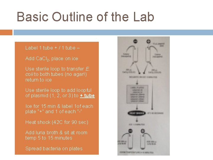 Basic Outline of the Lab 1. Label 1 tube + / 1 tube –