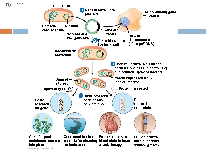 Figure 20. 2 Bacterium 1 Gene inserted into plasmid Bacterial Plasmid chromosome Recombinant DNA