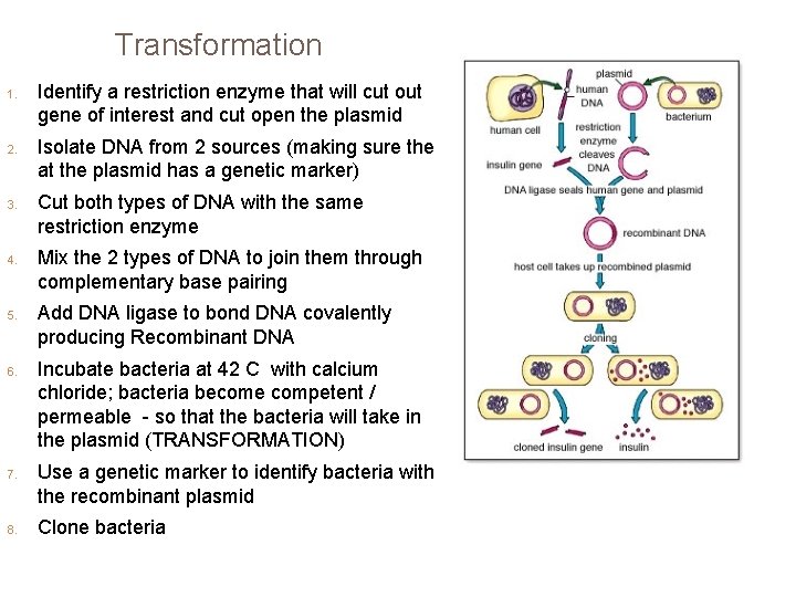 Transformation 1. 2. 3. 4. 5. 6. 7. 8. Identify a restriction enzyme that