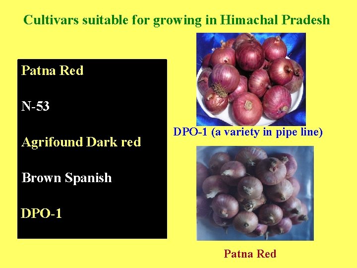 Cultivars suitable for growing in Himachal Pradesh Patna Red N-53 Agrifound Dark red DPO-1