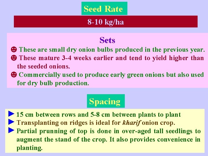 Seed Rate 8 -10 kg/ha Sets ☻These are small dry onion bulbs produced in