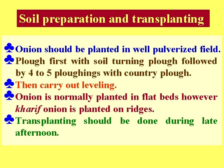 Soil preparation and transplanting ♣ Onion should be planted in well pulverized field. ♣