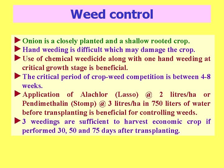 Weed control ►Onion is a closely planted and a shallow rooted crop. ►Hand weeding