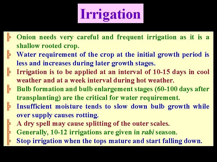 Irrigation ╠ Onion needs very careful and frequent irrigation as it is a shallow