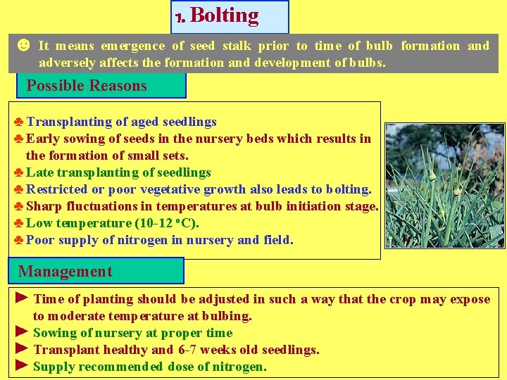 1. Bolting ☻ It means emergence of seed stalk prior to time of bulb