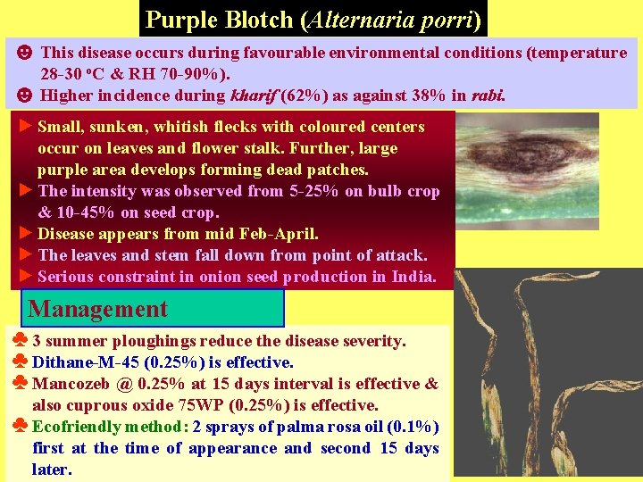 Purple Blotch (Alternaria porri) ☻ This disease occurs during favourable environmental conditions (temperature 28