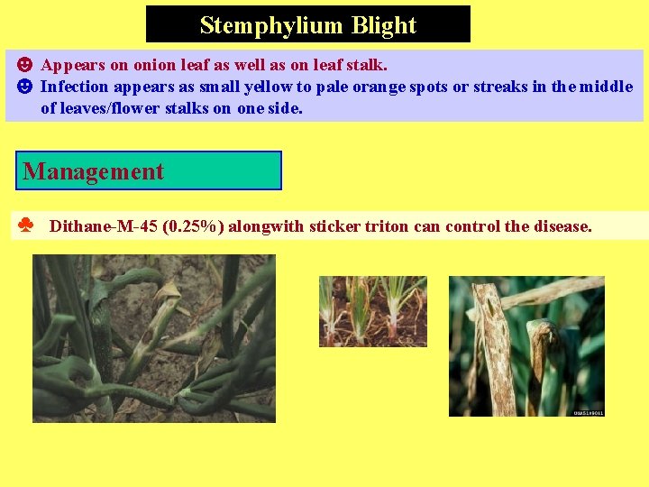 Stemphylium Blight ☻ Appears on onion leaf as well as on leaf stalk. ☻