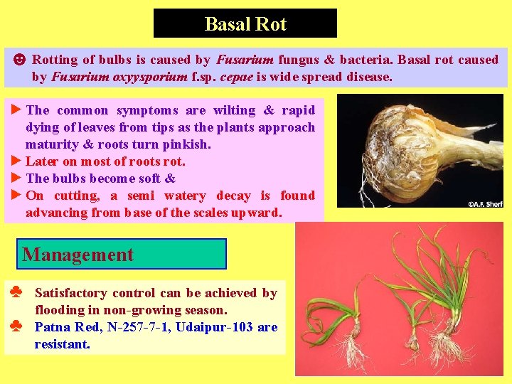 Basal Rot ☻ Rotting of bulbs is caused by Fusarium fungus & bacteria. Basal