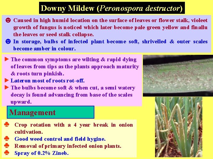 Downy Mildew (Peronospora destructor) ☻ Caused in high humid location on the surface of