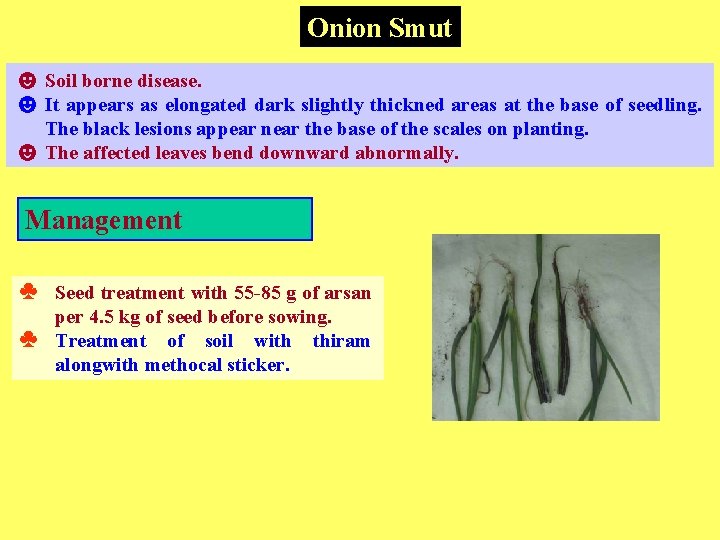 Onion Smut ☻ Soil borne disease. ☻ It appears as elongated dark slightly thickned