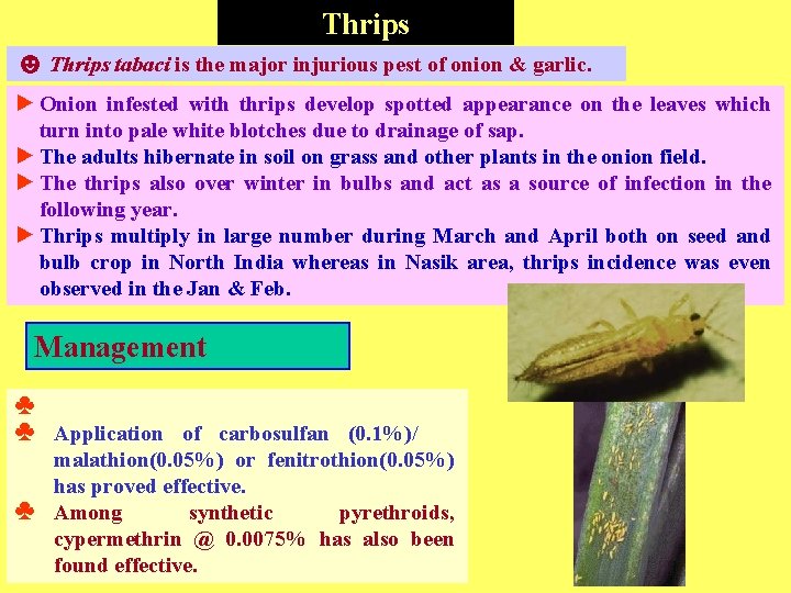 Thrips ☻ Thrips tabaci is the major injurious pest of onion & garlic. ►