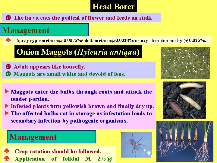 Head Borer ☻ The larva cuts the pedical of flower and feeds on stalk
