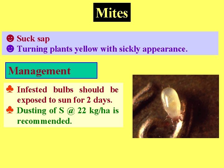 Mites ☻Suck sap ☻Turning plants yellow with sickly appearance. Management ♣ Infested ♣ bulbs