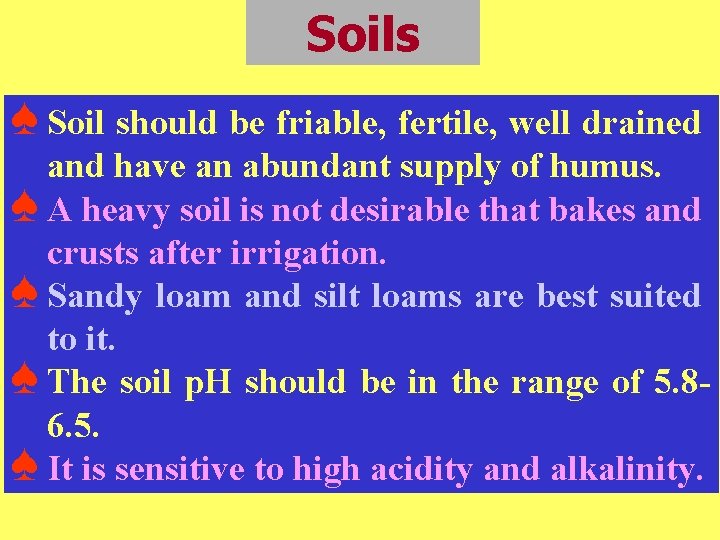 Soils ♠ Soil should be friable, fertile, well drained and have an abundant supply