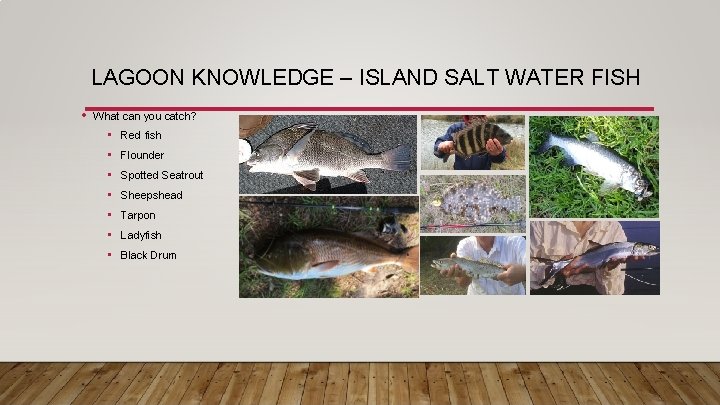 LAGOON KNOWLEDGE – ISLAND SALT WATER FISH • What can you catch? • •