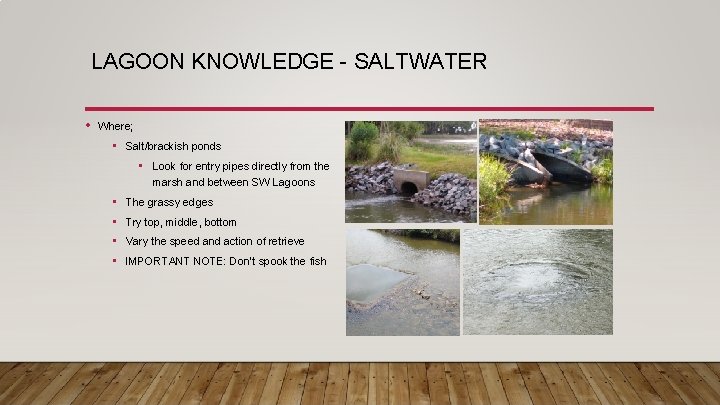 LAGOON KNOWLEDGE - SALTWATER • Where; • Salt/brackish ponds • Look for entry pipes