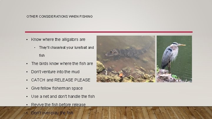 OTHER CONSIDERATIONS WHEN FISHING ▪ Know where the alligators are ▪ They’ll chase/eat your