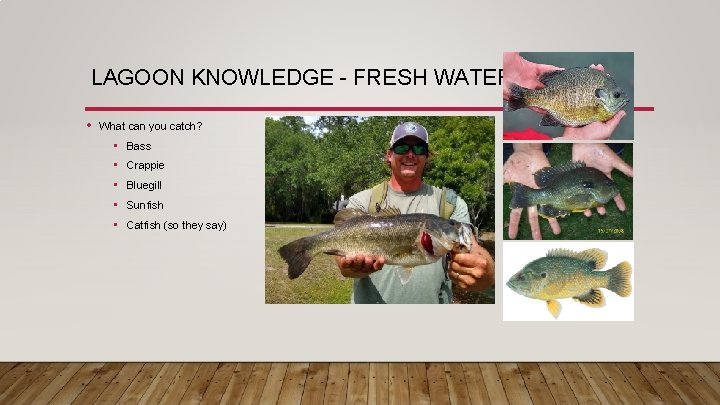 LAGOON KNOWLEDGE - FRESH WATER • What can you catch? • • • Bass