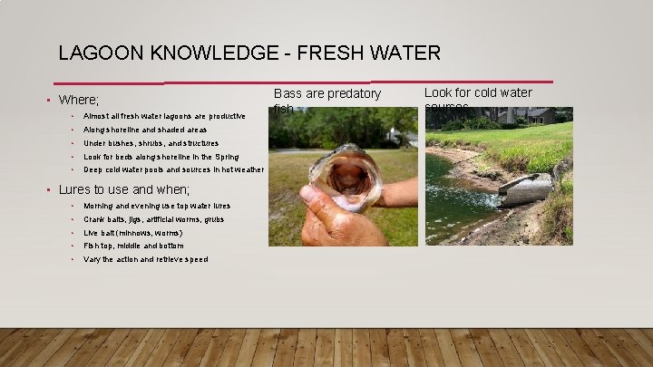 LAGOON KNOWLEDGE - FRESH WATER • Where; • Almost all fresh water lagoons are