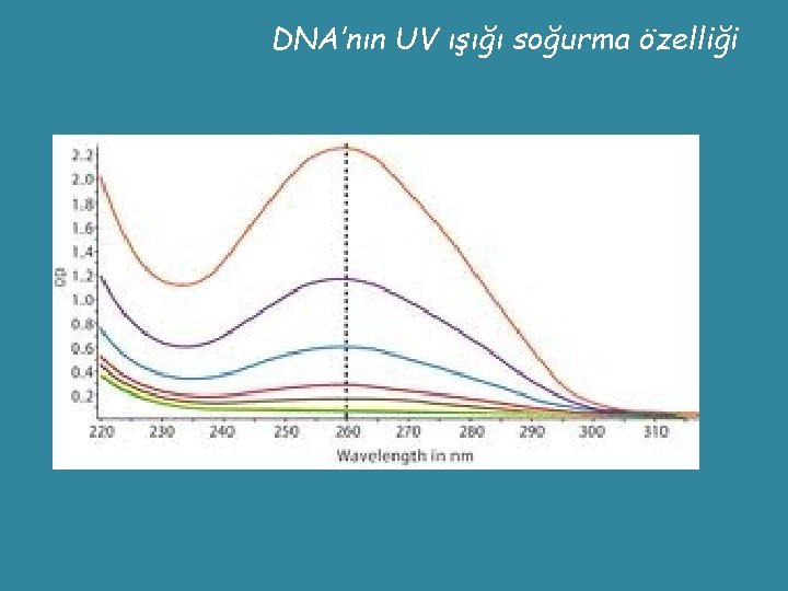 DNA’nın UV ışığı soğurma özelliği 