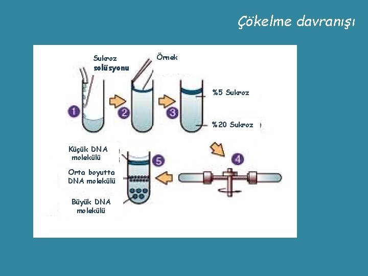 Çökelme davranışı Sukroz solüsyonu Örnek %5 Sukroz %20 Sukroz Küçük DNA molekülü Orta boyutta