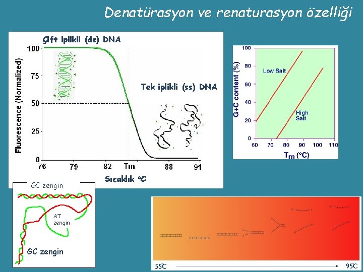 Denatürasyon ve renaturasyon özelliği Çift iplikli (ds) DNA Tek iplikli (ss) DNA GC zengin