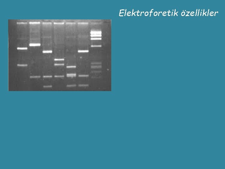 Elektroforetik özellikler 