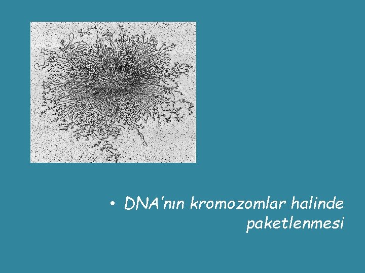  • DNA’nın kromozomlar halinde paketlenmesi 