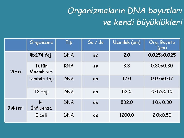 Organizmaların DNA boyutları ve kendi büyüklükleri Virus Bakteri Organizma Tip Ss / ds Uzunluk