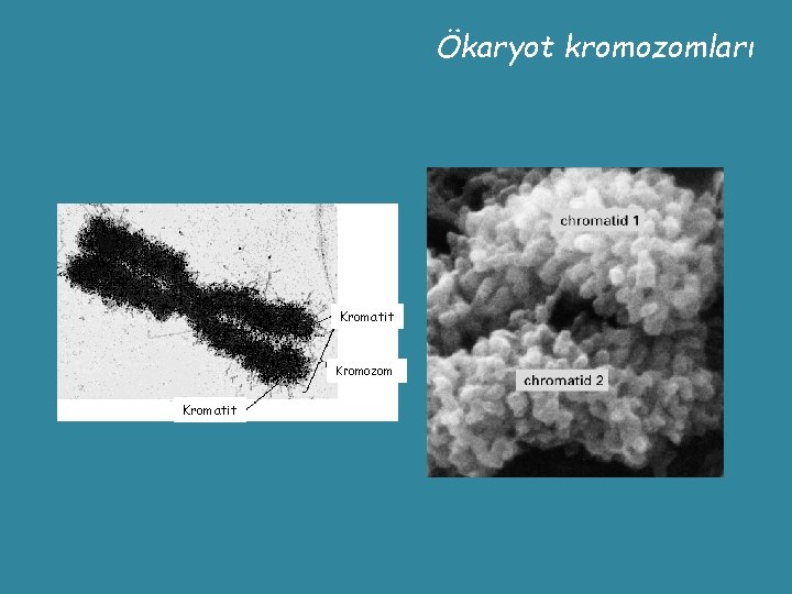 Ökaryot kromozomları Kromatit Kromozom Kromatit 