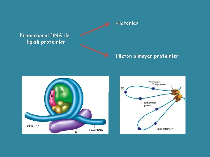 Histonlar Kromozomal DNA ile ilişkili proteinler Histon olmayan proteinler 